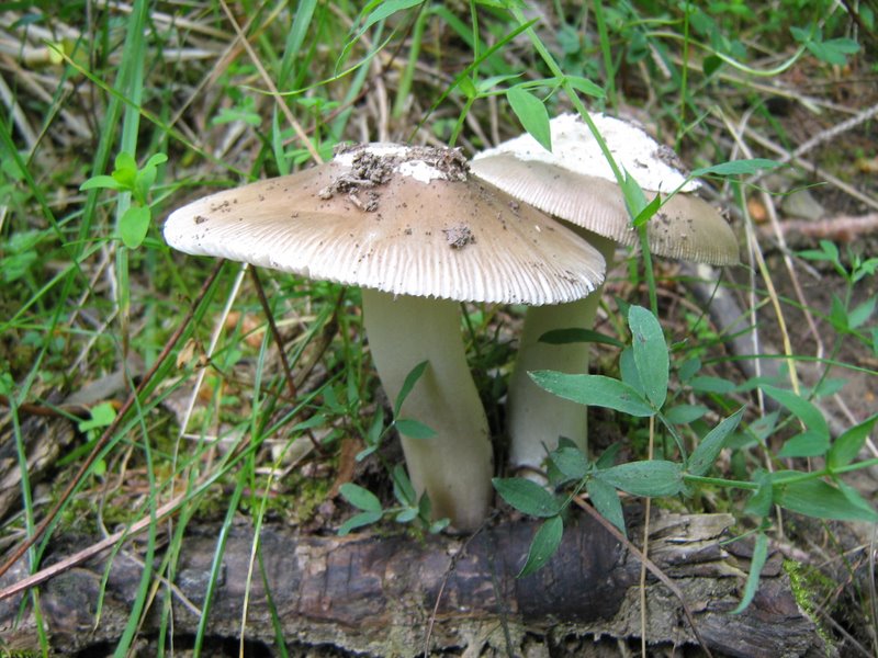 Funghi da Le Piastre